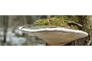 Fungo Esca: il booster naturale per il tuo sistema immunitario!