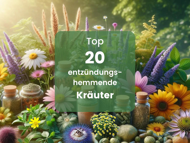 Welche Kräuter sind wirksam bei Entzündungen? | Herbano