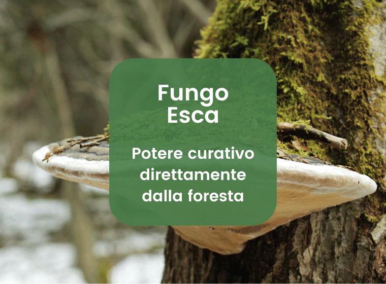 Fungo Esca: il booster naturale per il tuo sistema immunitario!
