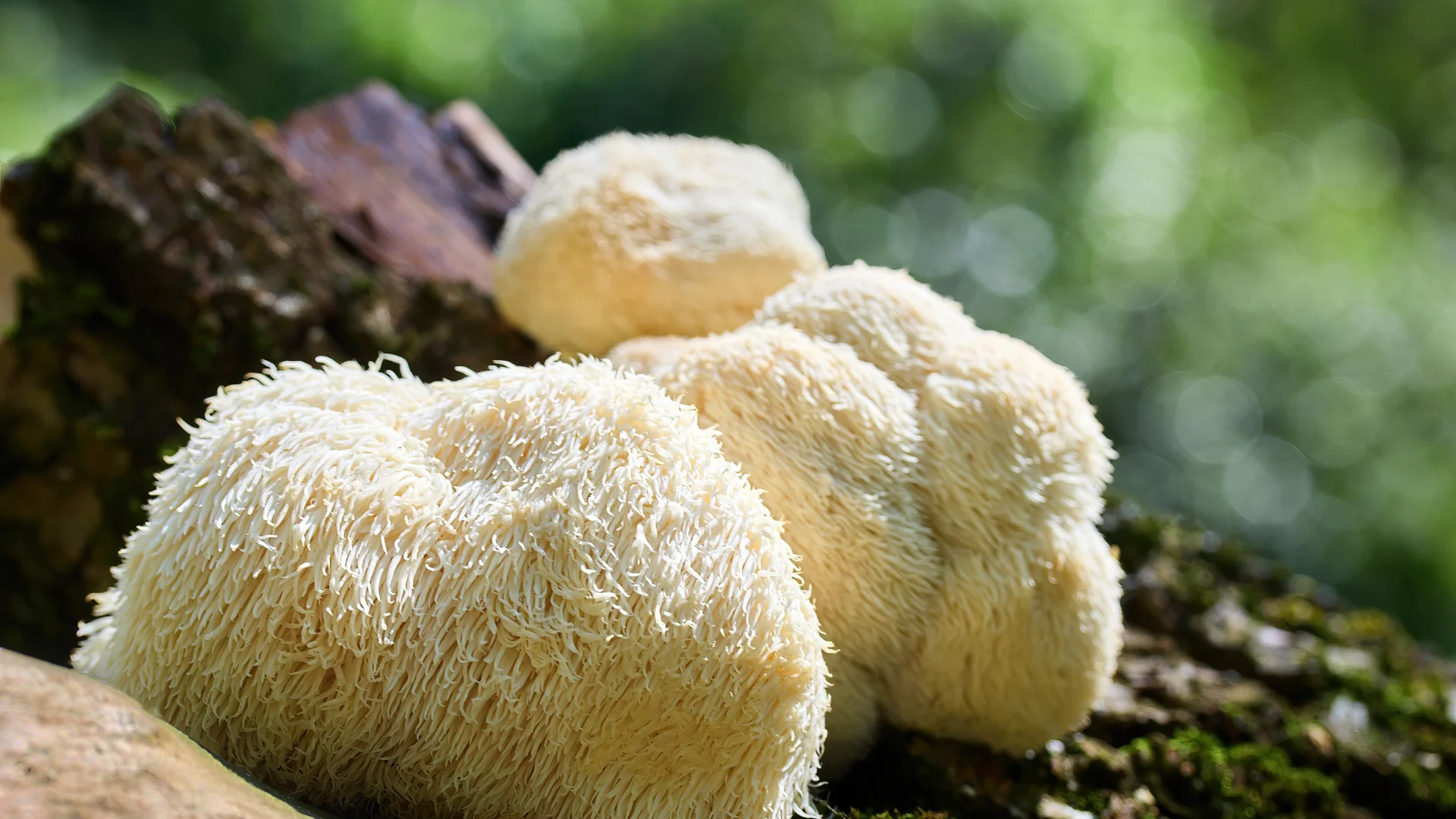 Löwenmähne: Kraftvoller Pilz im Fokus | Herbano