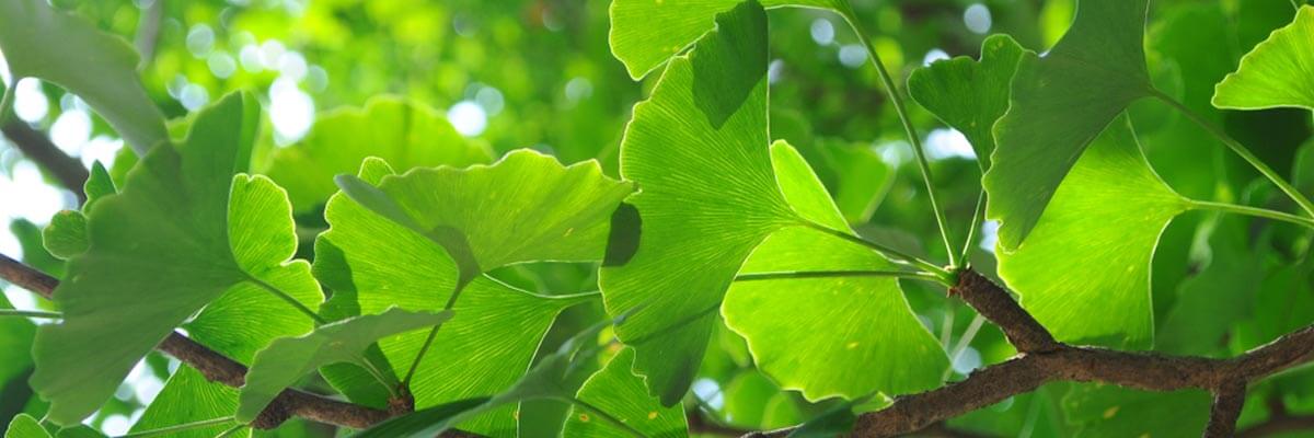 Che cos’è il Ginkgo Biloba?