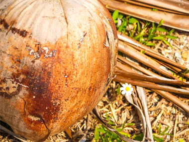 Le secret d'une peau jeune |Herbano