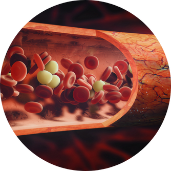 La L-carnitine en cas de polyneuropathie