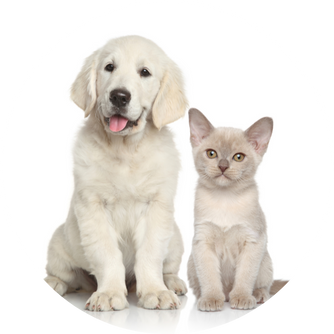 Gouttes d'huile CBD pour animaux