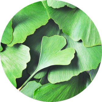 foglia ginkgo biloba 