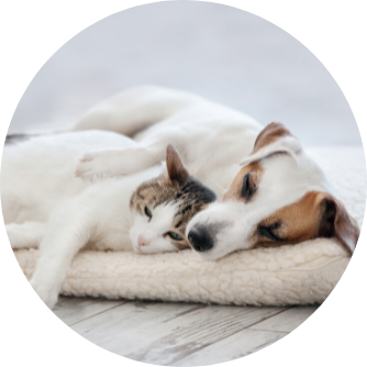 Extrait de moule verte pour les douleurs articulaires des animaux domestiques