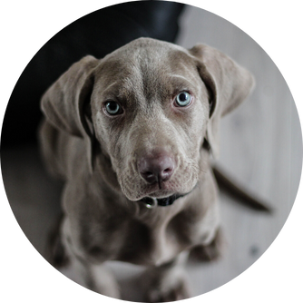 Gélules de curcuma pour chiens