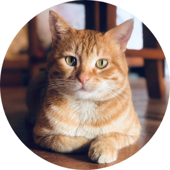 Gélules de curcuma en cas de cancer