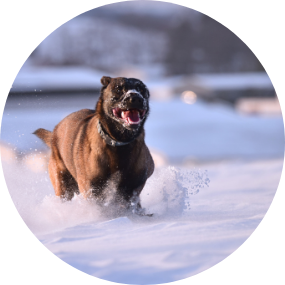 MSM in polvere per cani con problemi articolari