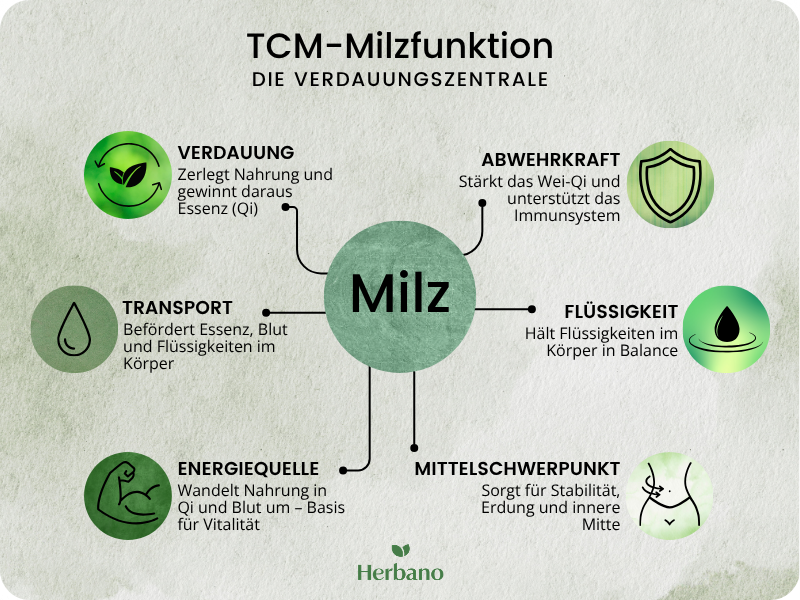 TCM Milzfunktion Überblick