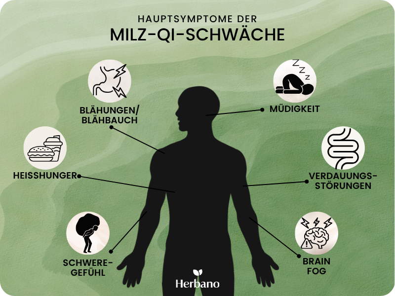 Symptome einer Milz-Qi-Schwäche