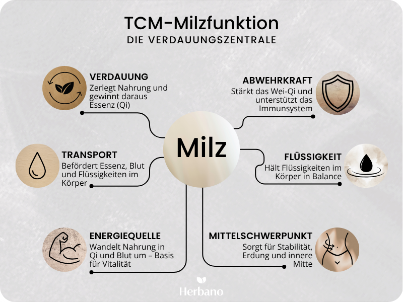 Funktion der TCM Milz