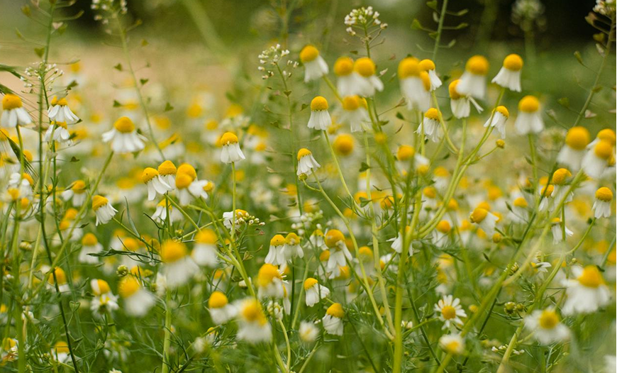 Herstellung in Europa